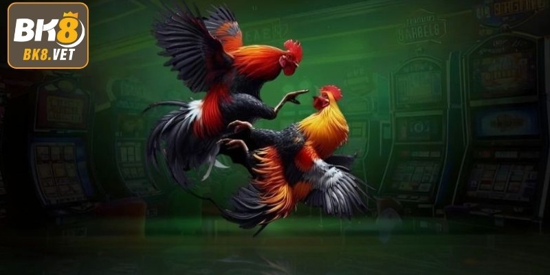 Giới thiệu đá gà BK8